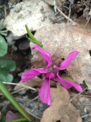 Cyclamen alpinum