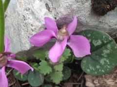 Cyclamen alpinum
