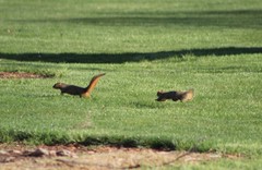 Sciurus niger