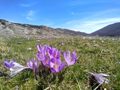 Crocus neapolitanus