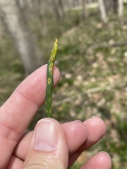 Puccinia allii