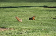 Sciurus niger