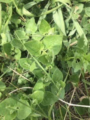 Matelea cynanchoides