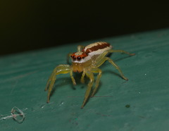 Epocilla