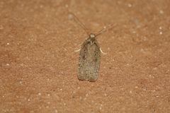 Agonopterix scopariella