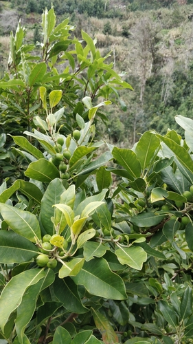 Sideroxylon mirmulano (Sideroxylon mirmulano)