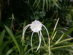 Hymenocallis speciosa