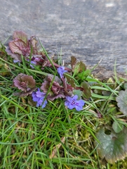 Glechoma hederacea