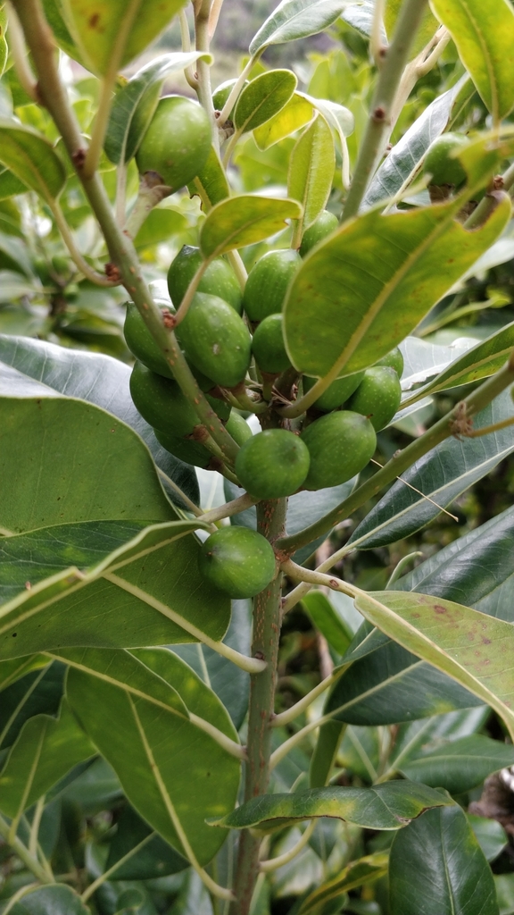Ironwood (Sideroxylon mirmulans) · iNaturalist Ironwood (Sideroxylon mirmulans) · iNaturalist