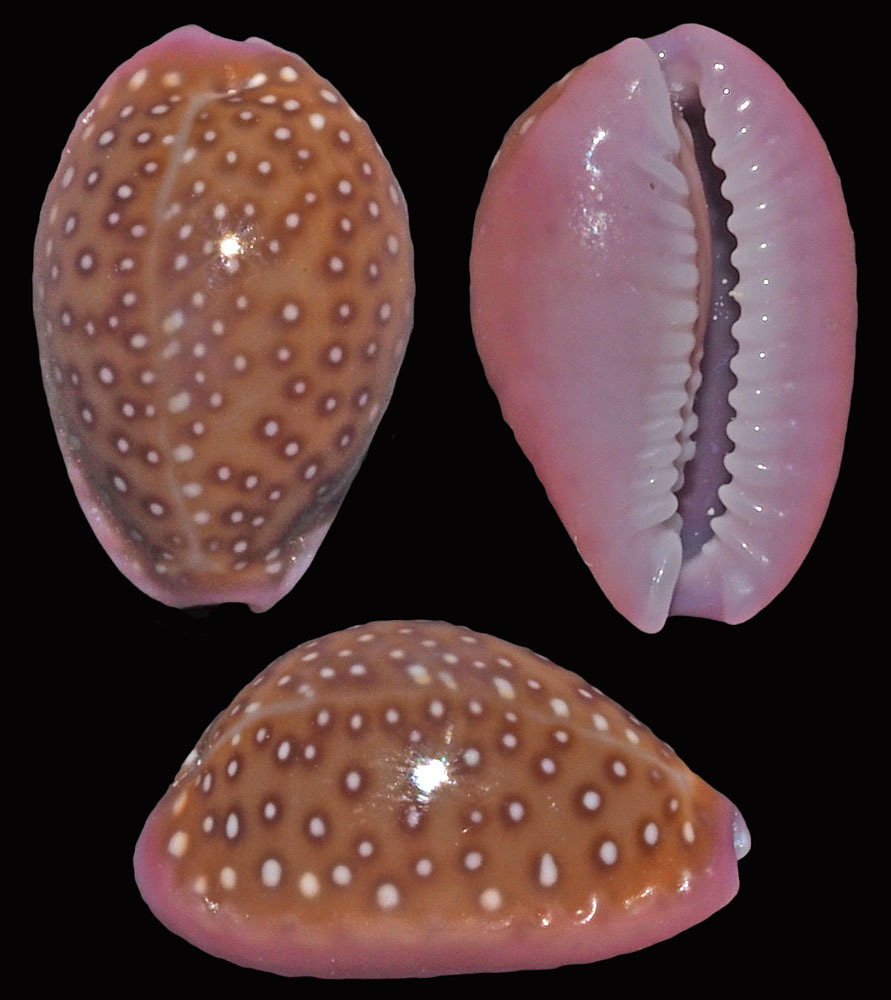 Porous Cowrie