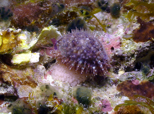 Cypraea poraria observed 2014-09-01