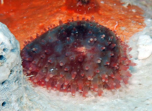 Cypraea poraria observed 2008-08-17