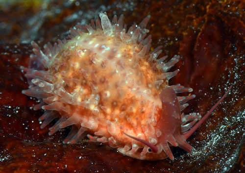 Cypraea poraria observed 2016-11-20
