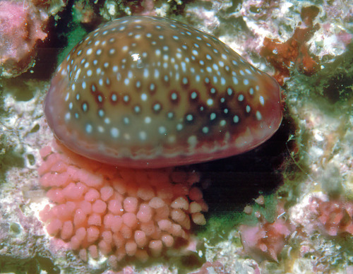 Porous Cowry