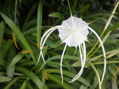 Hymenocallis speciosa