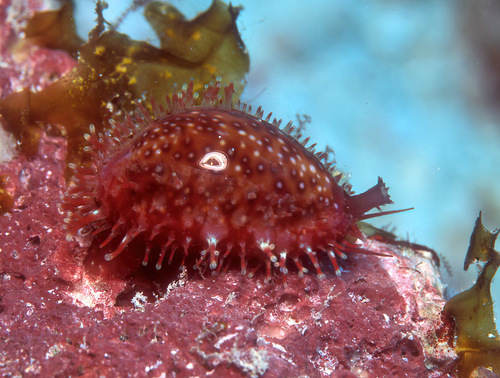 Porous Cowry