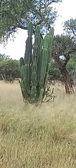 Cereus jamacaru