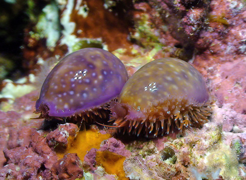 Cypraea poraria observed 2014-03-23