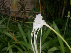 Hymenocallis speciosa