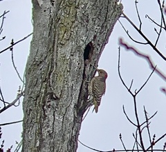 Colaptes auratus