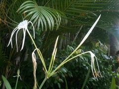 Hymenocallis speciosa