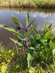 Symphytum officinale