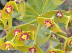 Euphorbia rigida