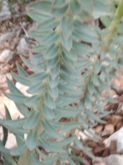 Euphorbia rigida