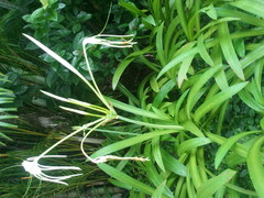 Hymenocallis speciosa