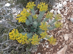 Euphorbia rigida