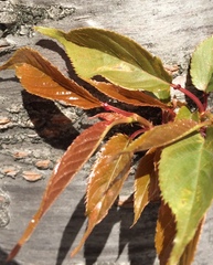 Prunus