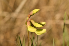 Lathyrus pannonicus