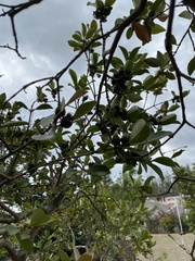 Psidium guineense