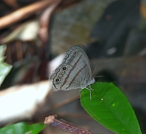 Caeruleuptychia umbrosa