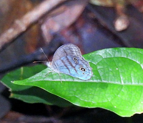 Magneuptychia lea