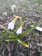 Galanthus lagodechianus