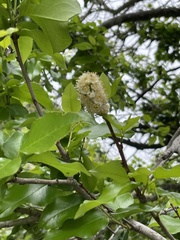 Prunus ilicifolia lyonii