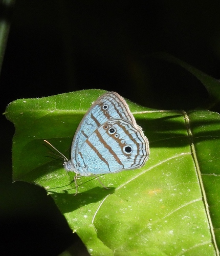 Caeruleuptychia coelestis