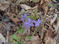 Phlox stolonifera