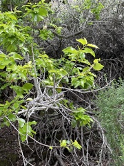 Prunus ilicifolia lyonii