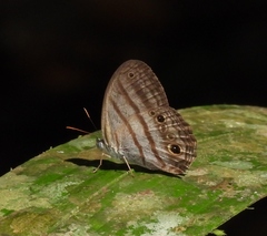 Magneuptychia ocypete