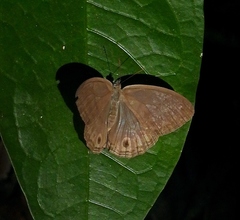 Magneuptychia ocypete