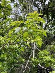 Prunus ilicifolia lyonii
