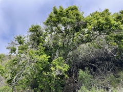 Prunus ilicifolia lyonii