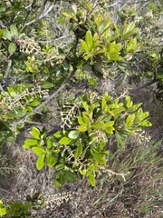 Comarostaphylis diversifolia