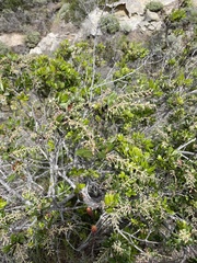 Comarostaphylis diversifolia