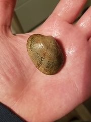 Ruditapes decussatus