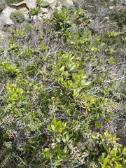 Comarostaphylis diversifolia