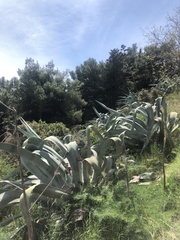 Agave americana