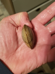 Ruditapes decussatus